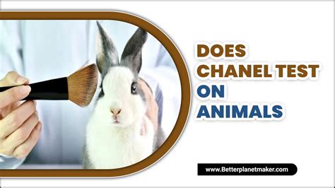 chanel animal testing|does chanel test on animals.